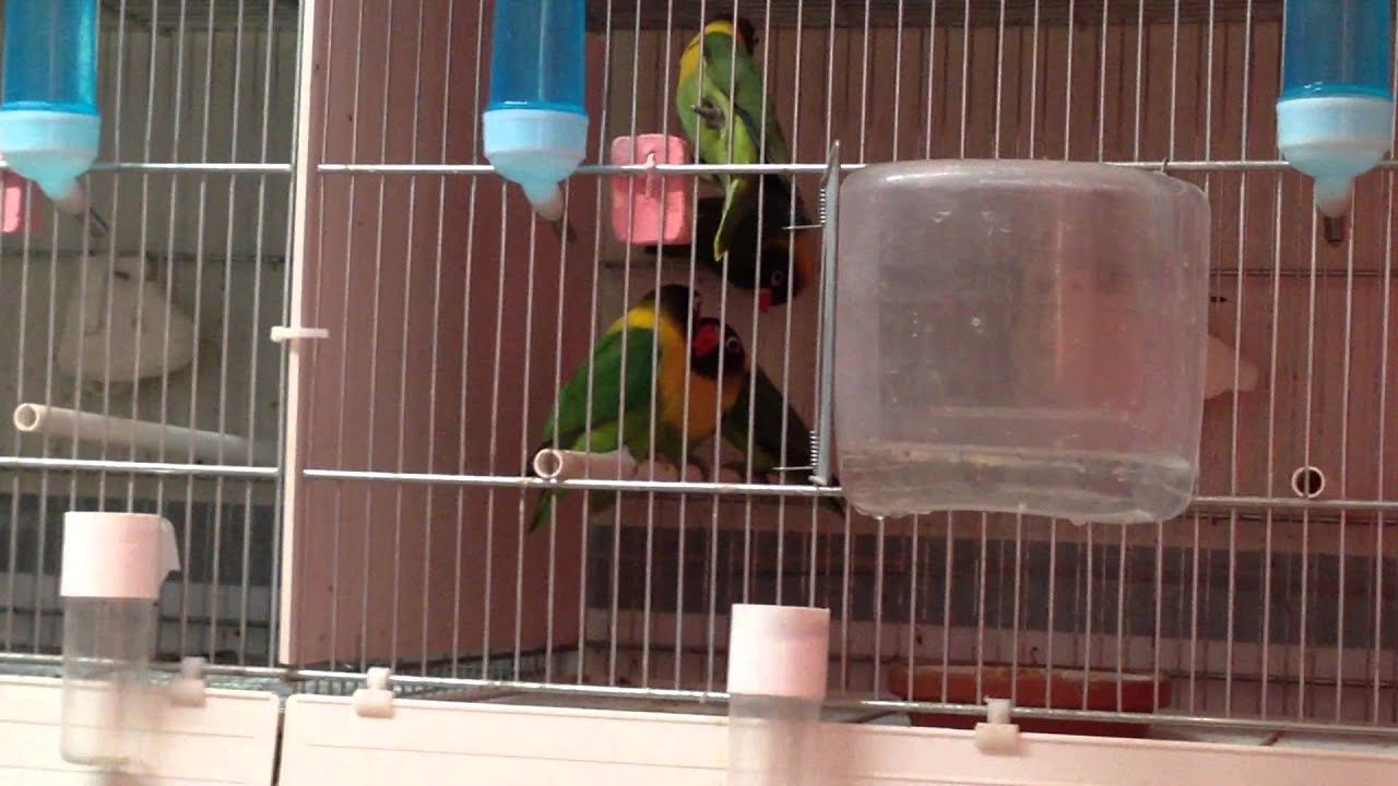 Feeding the kids! - YouTube