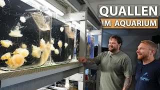 Quallen im AQUARIUM halten? - Wir sind in der Jellyfishfarm