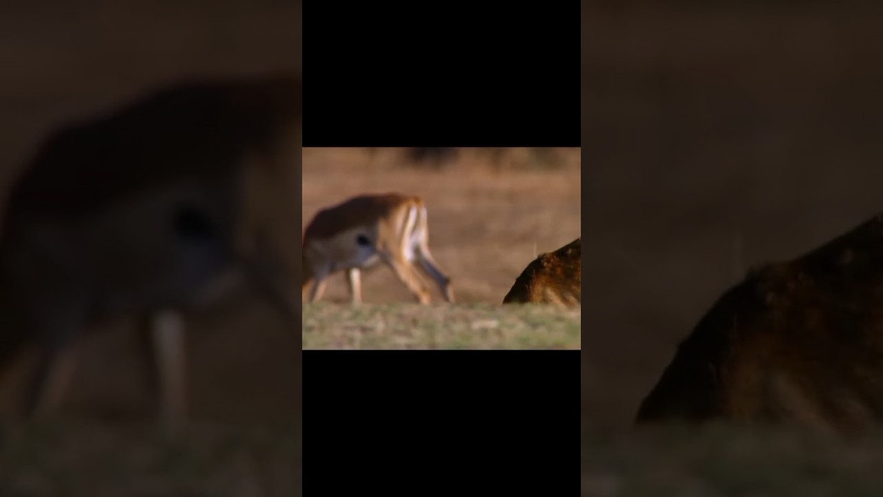 1 million views movie world please like and subscribe #wildlife #wildlifefilmmaker #sh #wildanimals