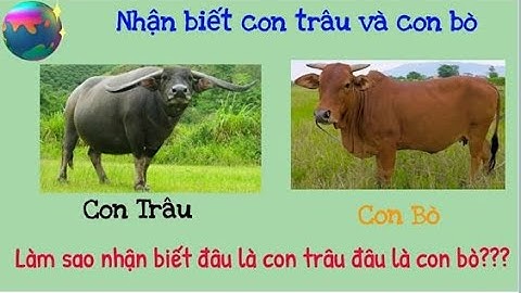 Con trâu khác con bò ở điểm nào năm 2024