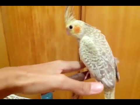 cinnamon cockatiel bird