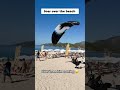 Paraglider Glides Over Stunning Beach View #shorts