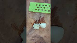 Cara Menghilangkan Tahi Lalat Dengan Bawang Putih