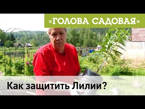 Голова садовая Как защитить Лилии?