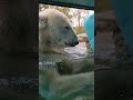 夢中になって遊ぶクッキーさん!!! #shorts #ホッキョクグマ #PolarBear #のんほいパーク #豊橋総合動植物公園 #豊橋 #愛知 #zoo #animal