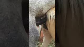 Big Horse Mating Compilation 18+