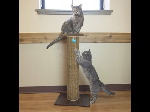 Kitty City Premium Woven Sisal Scratching Collection #shorts