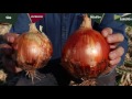 Batallon trial in onion  kimitec group