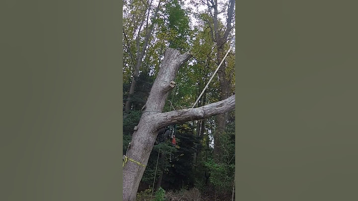 3,000 LBS WHITE OAK LEAD #shortsyoutube #trees #crane #climber