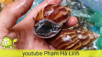 Về quê bắt ốc sên nuôi rùa Sa Nhân