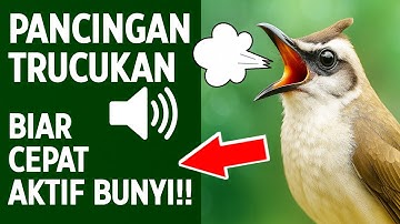 Masteran trucukan gacor ngalas tarung ropel paling bagus untuk pancingan trucukan agar bunyi nyaut