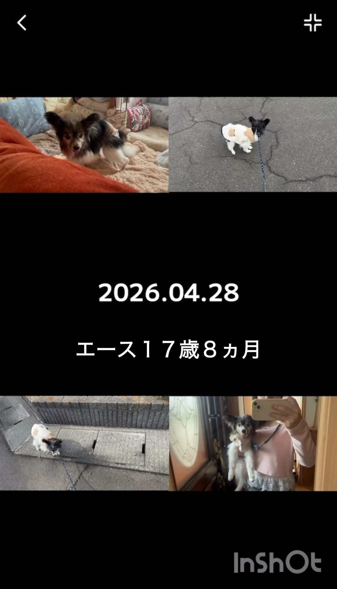 My beloved Papillon, Ace, is 