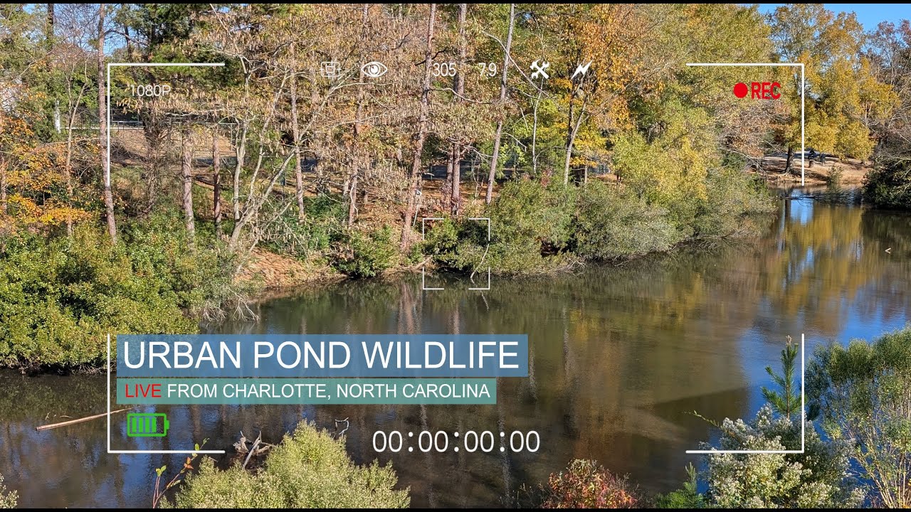 🎥 📺 LIVE: “NATURE WATCH | January Edition” — Deep Winter Calm at Charlotte Pond ❄️🦆🕊️