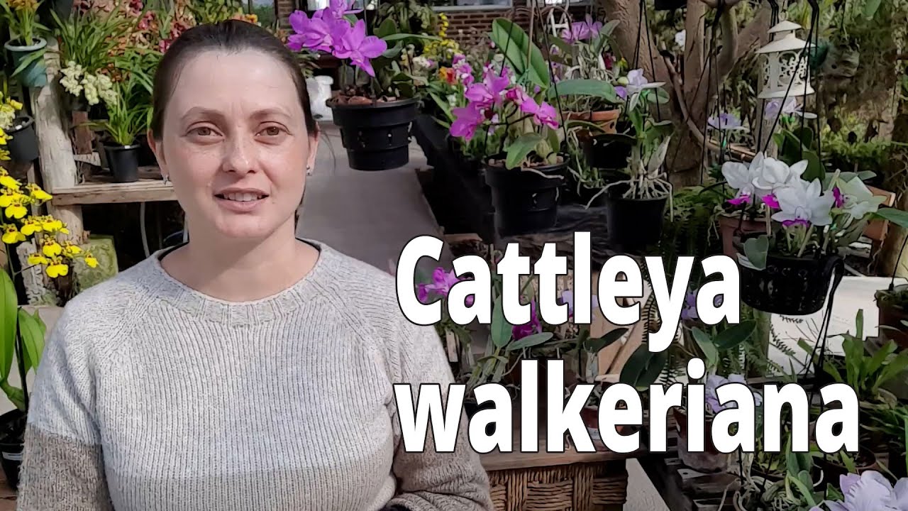Como cultivar Cattleya walkeriana