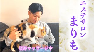 ダイエットに協力してくれる三毛猫まりも