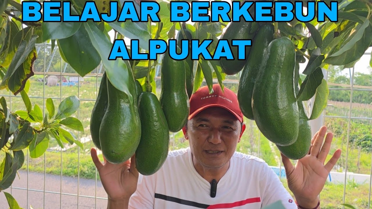 BELAJAR BERKEBUN ALPUKAT