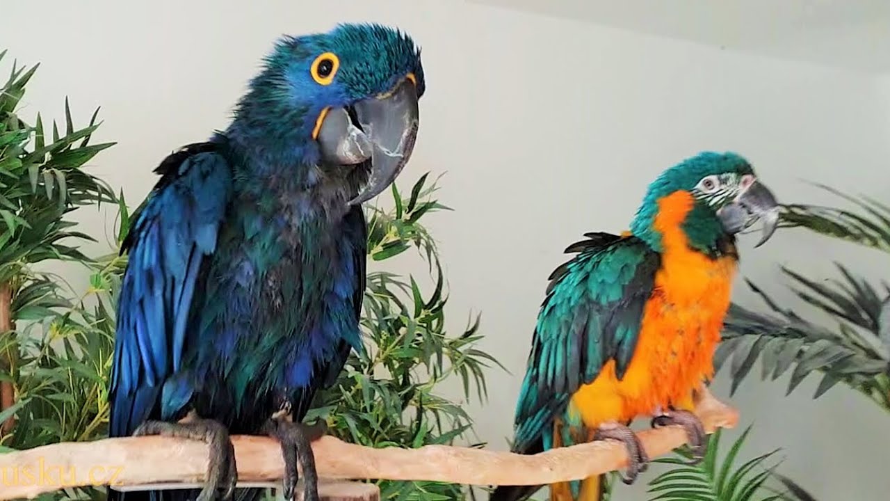 Papoušci se suší po sprchování