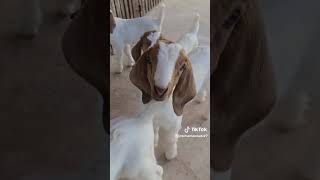 caprinos boer