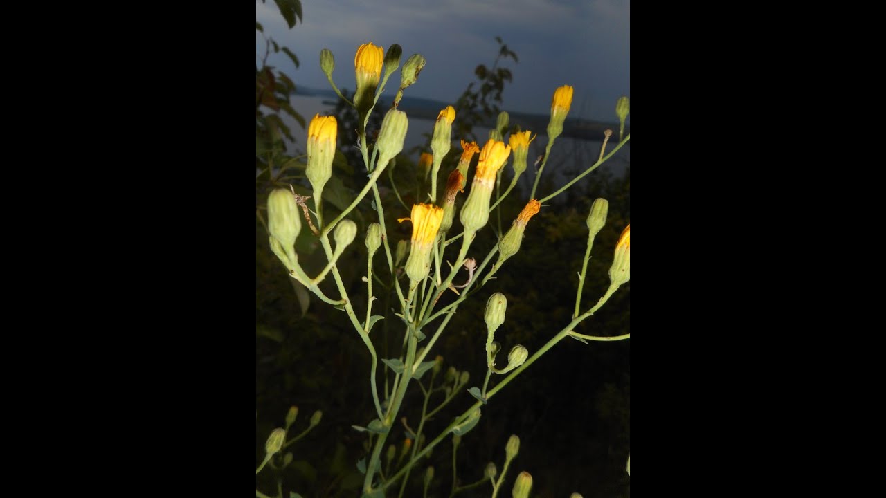Asyneuma canescens, Pilosella echioides, Pulsatilla pratensis, Hieracium virosum, Allium podolicum