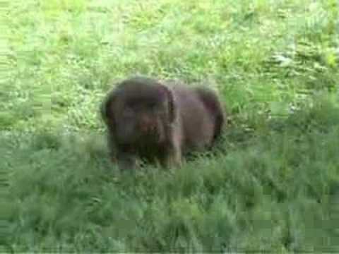 chunky chocolate labrador