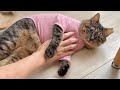 お迎えしてからなかなか心を開かなかった保護猫が初めて夫を家族認定してくれました！