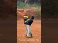 Jeba Cricket Kurzvideo Kurzvideos Shorts