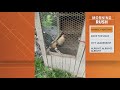 Thousands Of Chickens Seized In Dallas Following Shooting Investigation 