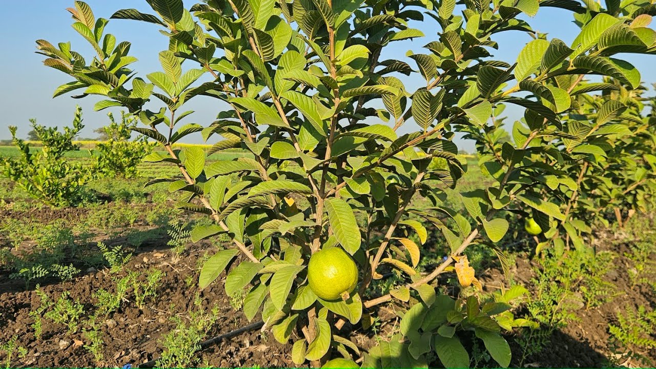 SI officer has the pass and a Growfast plant. Can the video reveal how to make lakhs? 🤔🌱