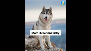 Pitbull Husky Mix Breed