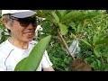 空壓法 - 果樹繁殖成功率最高的方法 Air-Layering Best Fruit Tree Propagation Method