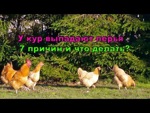 Видео: Почему зяблики теряют перья?