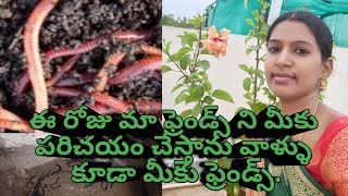 #Why do earth worms come out from pots after it rains, how to care worms in my Garden//Regs Gardener
