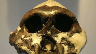 Mysterious 1.4-Million-Year-Old Fossil Reveals A Completely New Human Species!