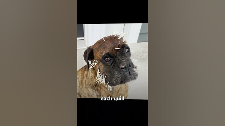 How Porcupines Use Their Quills 🦔