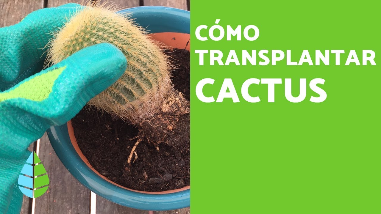 Ciencias Hacer duda Cómo TRASPLANTAR un CACTUS y Cuándo hacerlo - YouTube