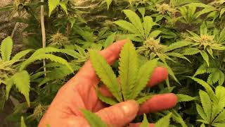 Tent 1 update wk6 flower