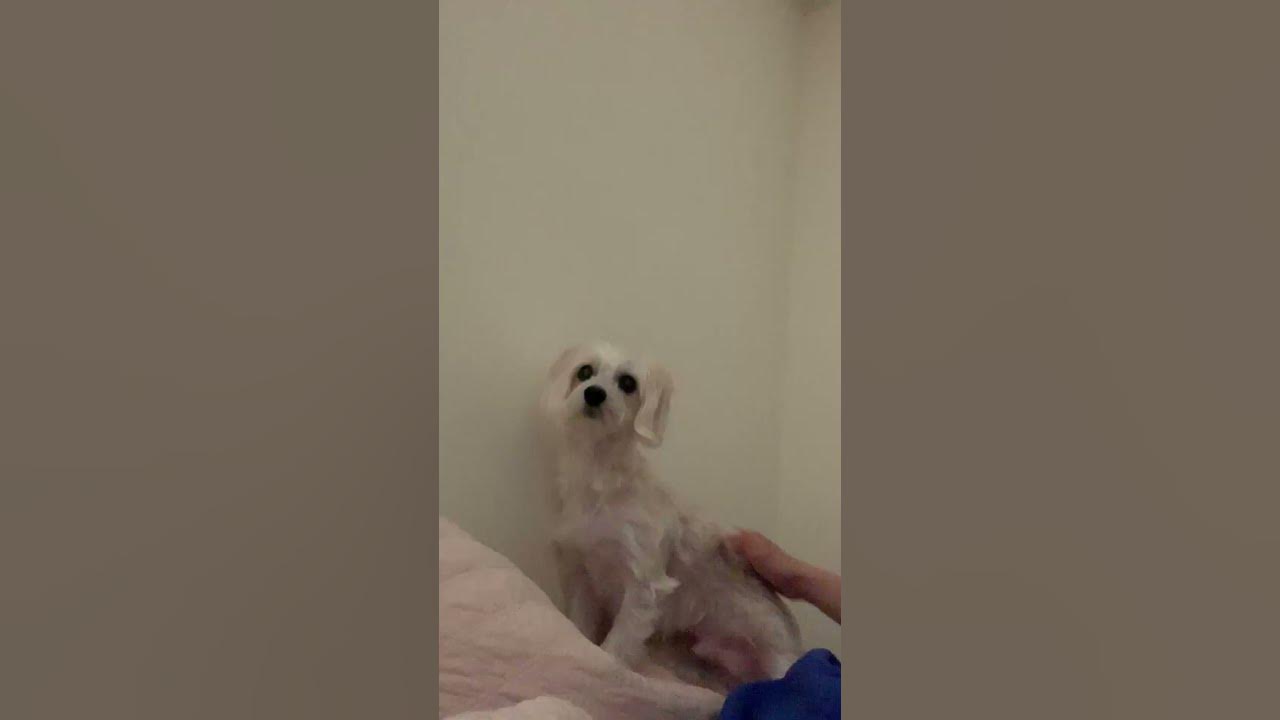 dog afraid of microwave beeps YouTube