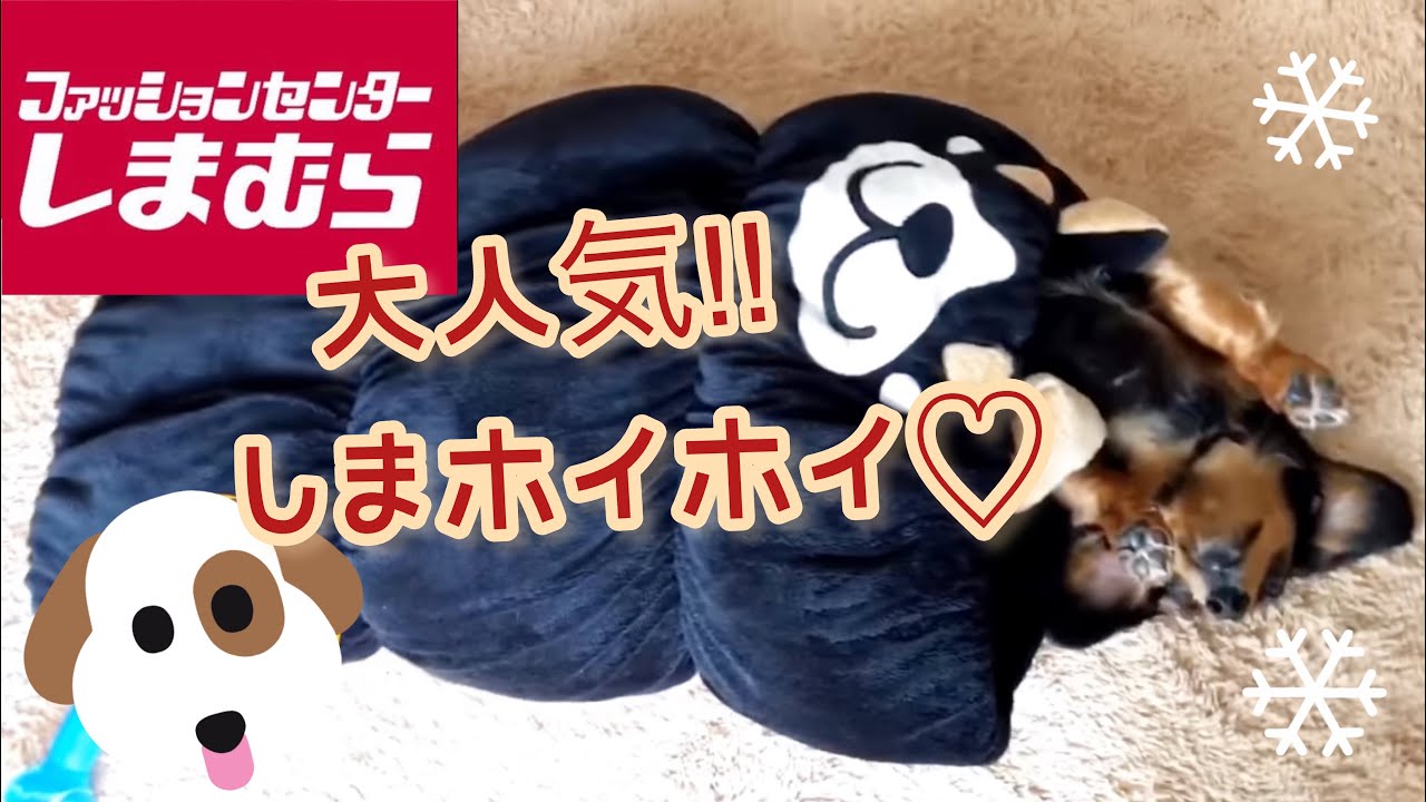 しまむらで大人気 ホイホイあったかロールクッションget 柴犬バージョン Shimamura Dog Cushion Youtube