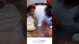 靴のにおいがあまりにも酷かった時の猫です　