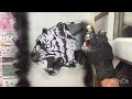 Tiger Expressions Part 3 of 3 - SPRAY PAINT ART By Stex82