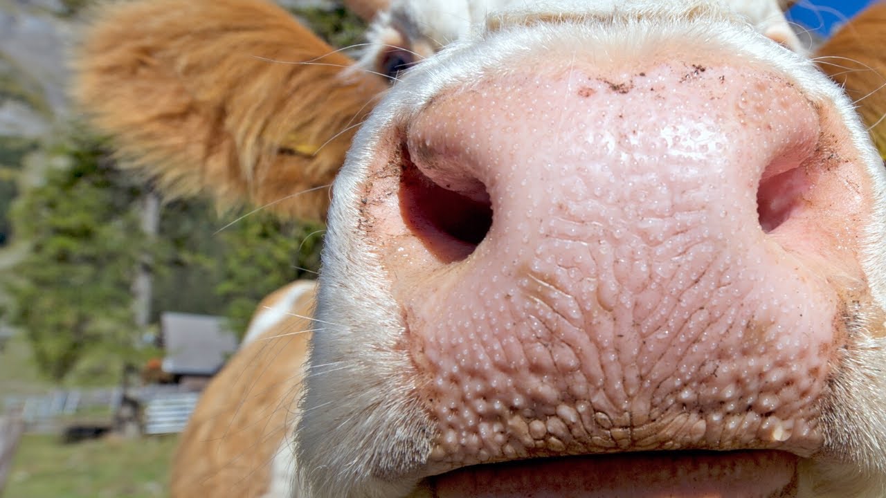 BESIDES GRASS COWS ALSO ENJOY EATING FRUITS AND VEGETABLES Cow Video YouTube