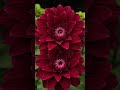 Dahlia varieties come in over 20 flower forms — from tight pompons to dinner-plate giants. Knowing y