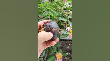 Thử ăn măng cụt theo cách truyền thống và cái kết #Shorts