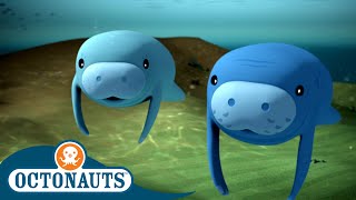 Octonauts - The Manatees | Cartoons for Kids | Underwater Sea Education