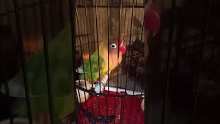 Download Lagu lb 2 rasa kenari \u0026 #cililin MP3