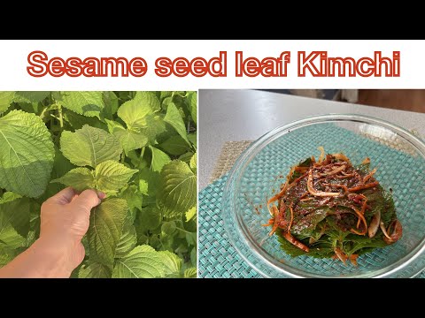 Sesame seed leaf kimchi [ Kaennip Kimchi] by Miss Parsley
