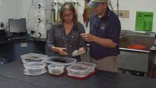 Artifacts from Civil war Blockade Runner