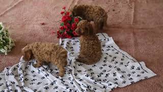 Cavapoo Puppies For Sale