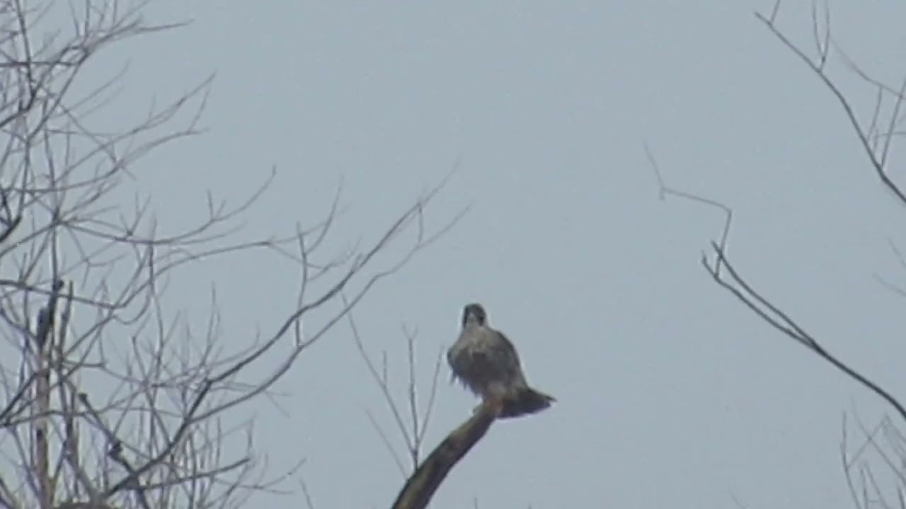 Peregrine Falcon Templecombe, Somerset, 8 Feb 2019