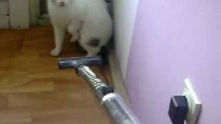 Macka Vs Usisivac Funy Zitoradja